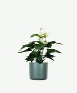 Golden Pothos Pole